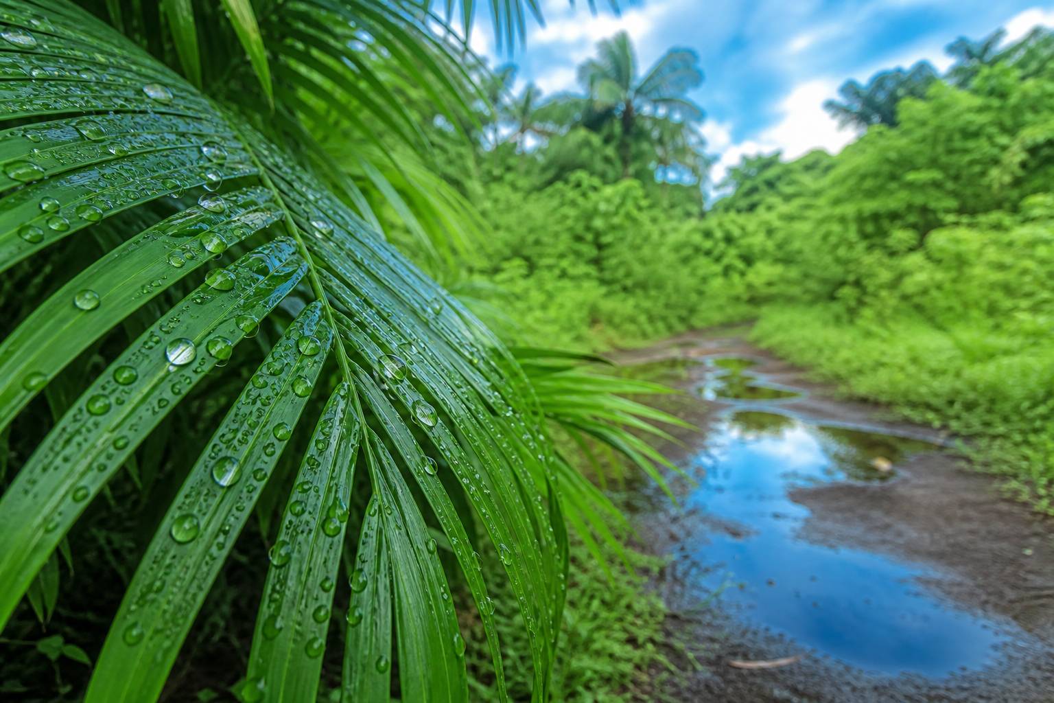 Feuilles de palmier après la pluie à Hawaï