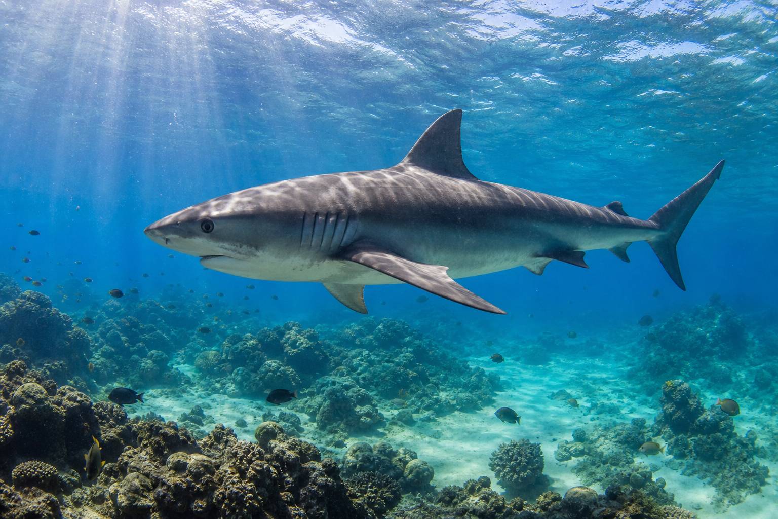 « Manō » : le requin dans la culture hawaïenne