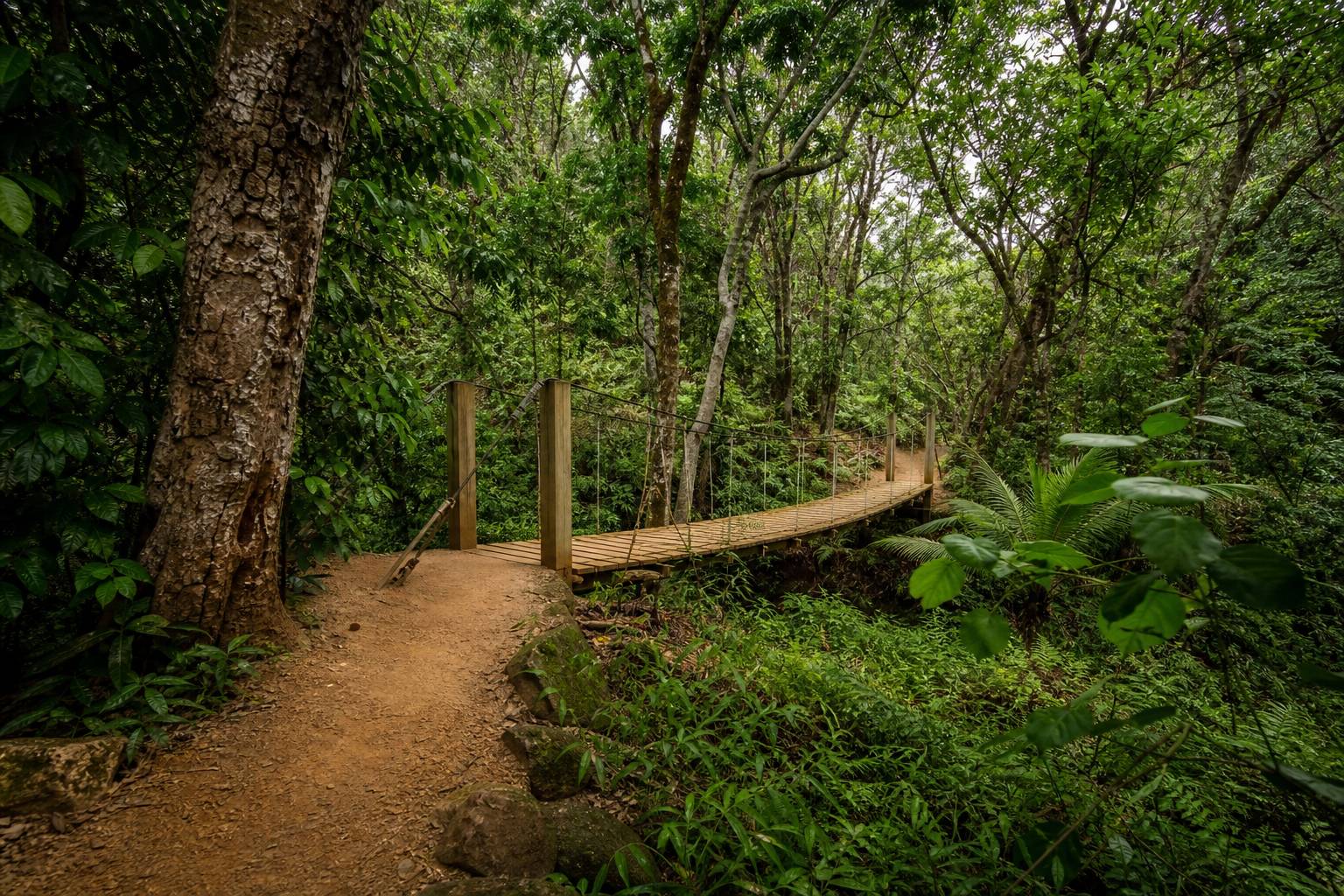 Wai Koa Loop : la randonnée familiale de Kauai
